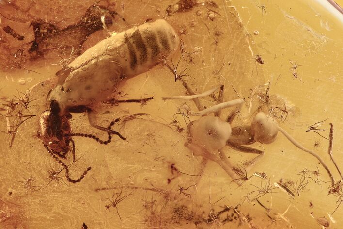 Detailed Fossil Termite and Ant in Baltic Amber #294388